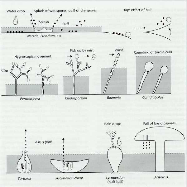 spore biology
