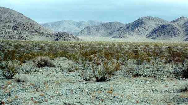 creosote bush in desert