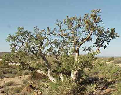 ELEPHANT TREES