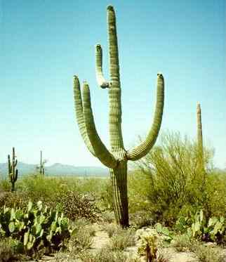 [http://archive.bio.ed.ac.uk/jdeacon/desbiome/saguarox.jpg]