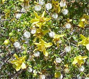 creosote bush in desert