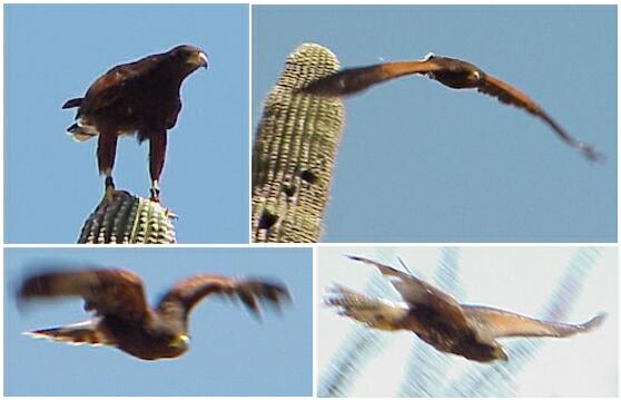 Stages In Swooping Flight Of Harris Hawks From A Perch On A Saguaro Cactus