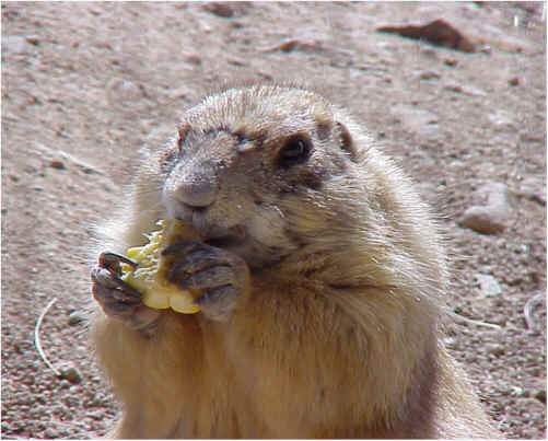 are there prairie dogs in arizona
