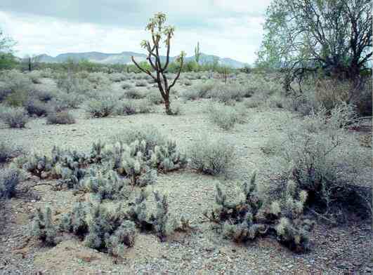 cold desert vegetation