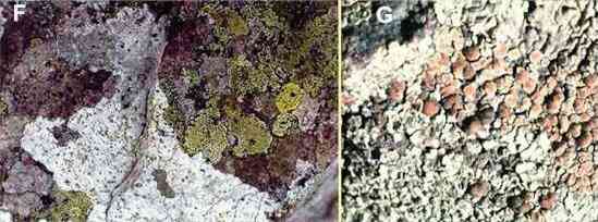 lichen labeled diagram