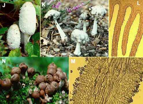 examples of kingdom fungi organisms