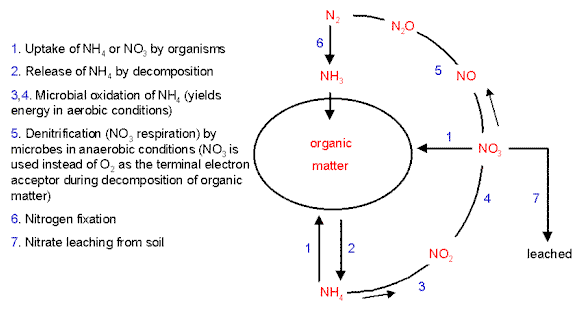 Explain Nitrogen Cycle With Flow Chart