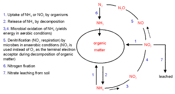 nitrogen fixation definition