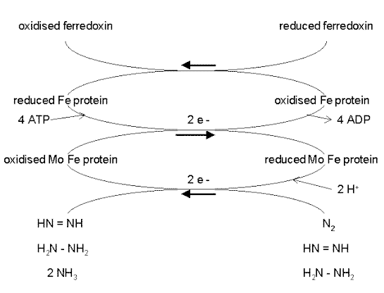 nitrogen fixation diagram