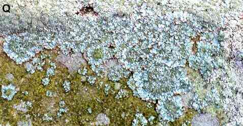 tundra lichen on rock