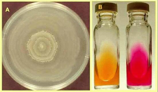 proteus vulgaris identification