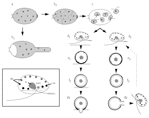 Zoospores