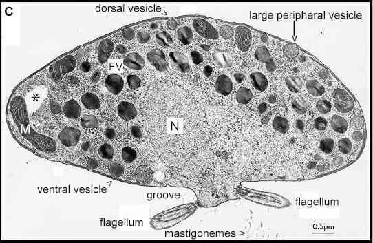 Spindle–shaped zoospores of Eustigmatos ; (c) chloroplast; (f