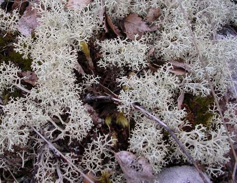 Fig.13.12b: Peltigera canina (the ‘dog lichen’) is a common lichen that ...