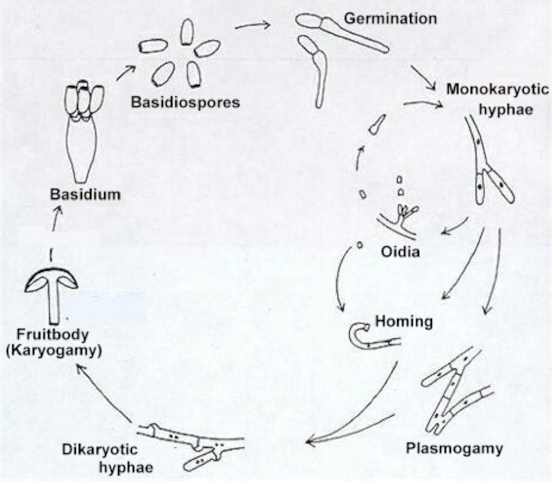 basidiomycetes life cycle