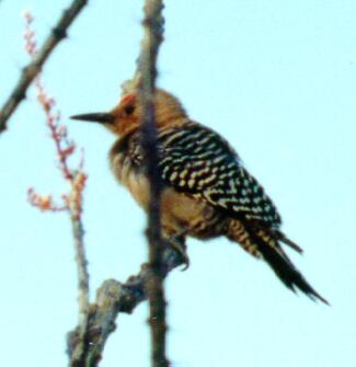 Gila Woodpecker