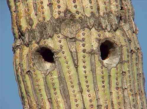 Two old woodpecker holes in the stem of a mature saguaro cactus