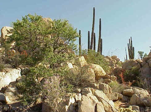 Part of a boulder field that borders a dry river bed (shown below). The ...