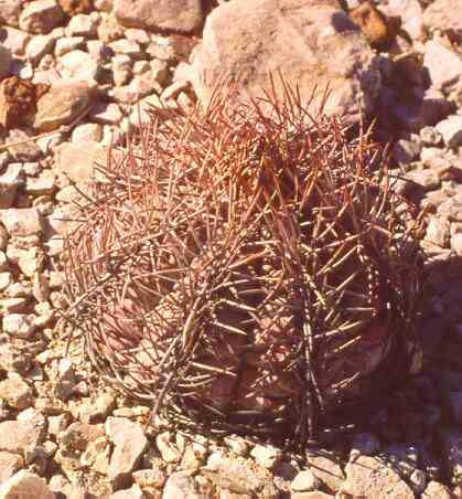 EAGLE CLAWS CACTUS ( Echinocactus sp. )