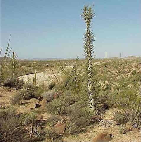 BOOJUM TREE ( Idria columnaris )