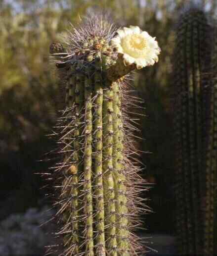 ORGAN PIPE CACTUS ( Stenocereus thurberi )