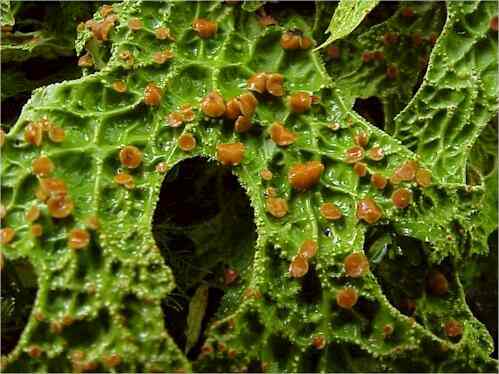 Close-up of part of a Lobaria frond, showing apothecia (fungal fruiting ...